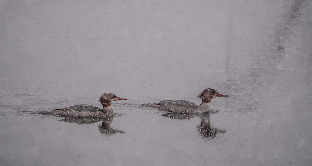 two_mergansers_mobile